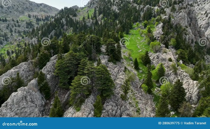 Jendela Pedia: Menyambut Keajaiban yang Tak Terduga